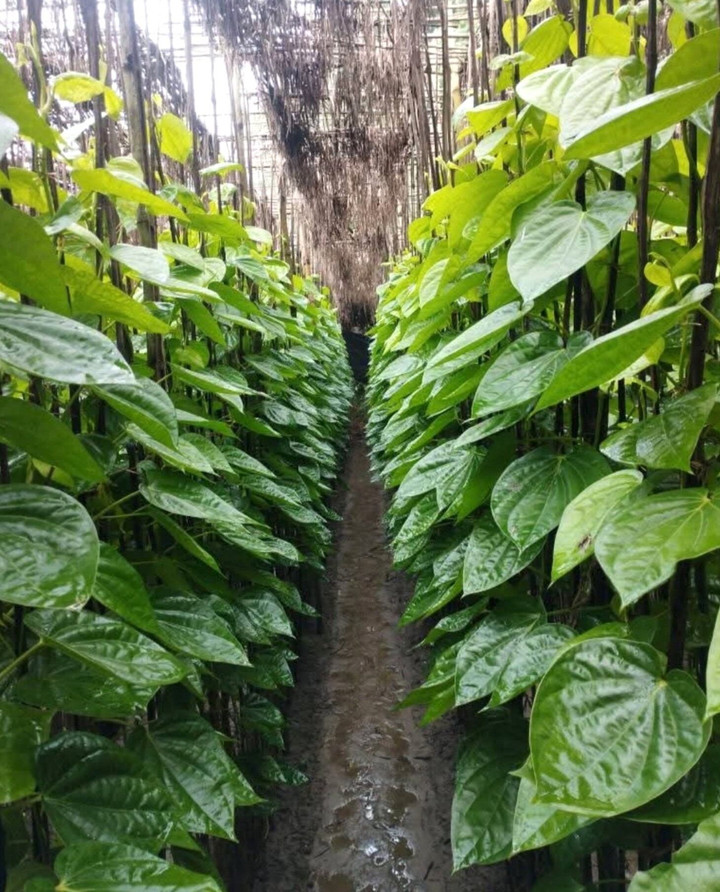 thumbnail_1000150038