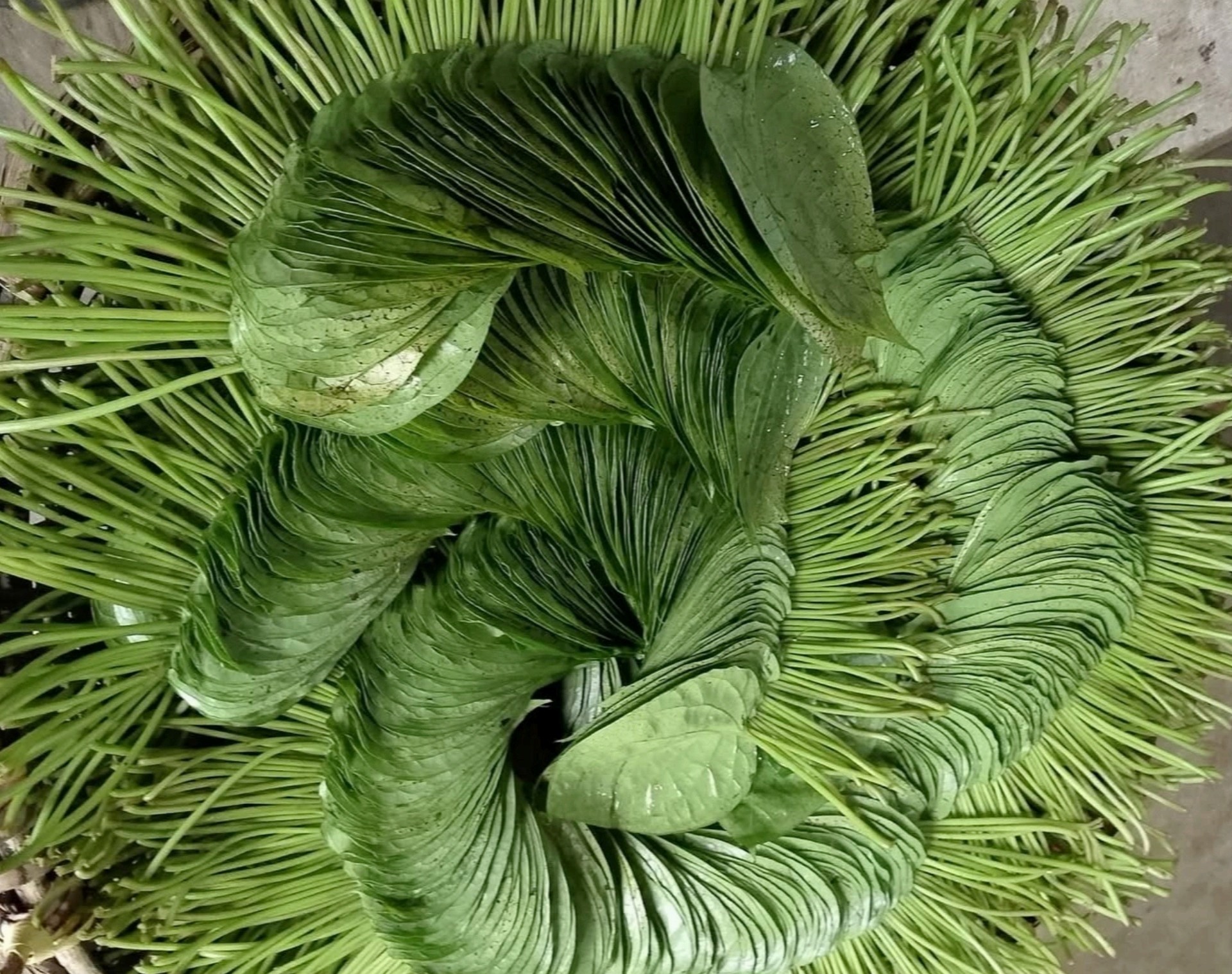 thumbnail_1000150044