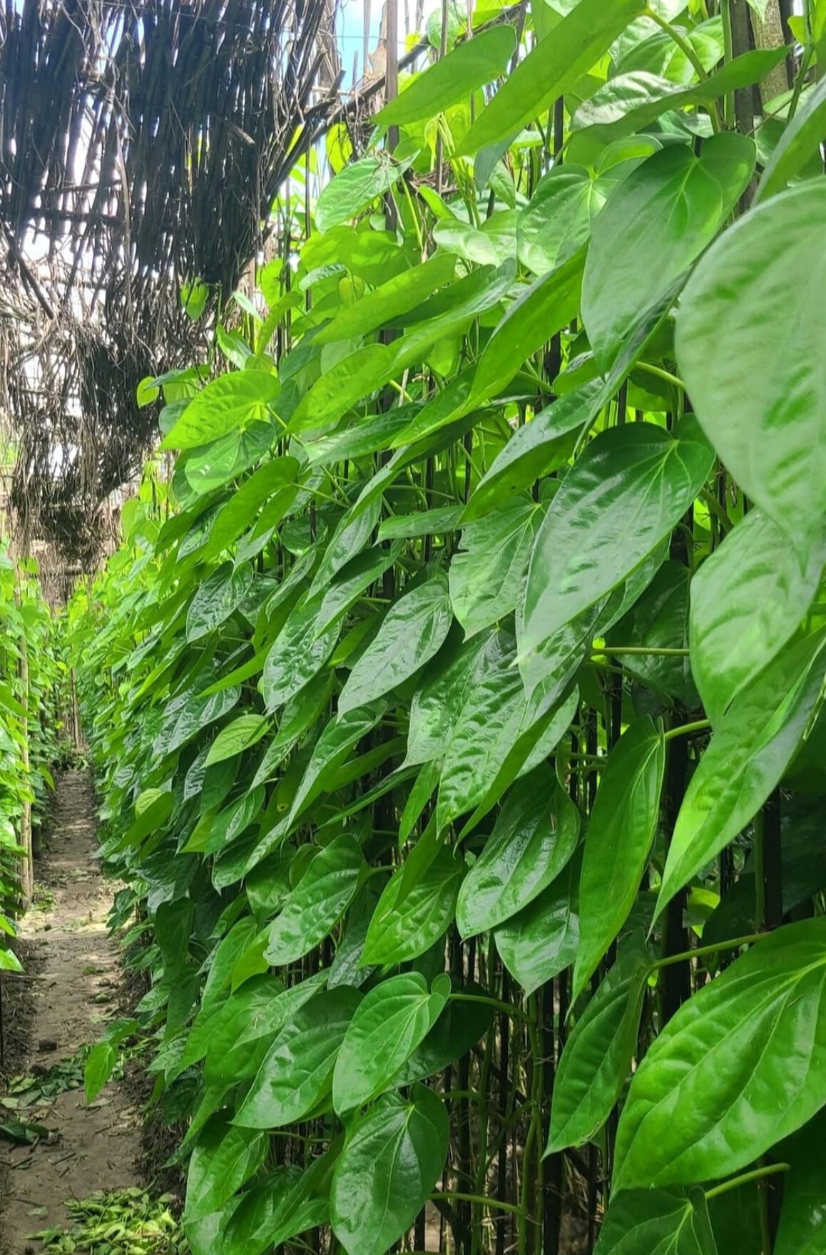 thumbnail_1000150046