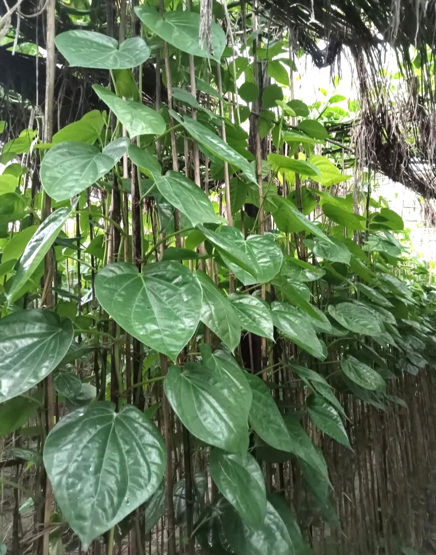 thumbnail_1000150050