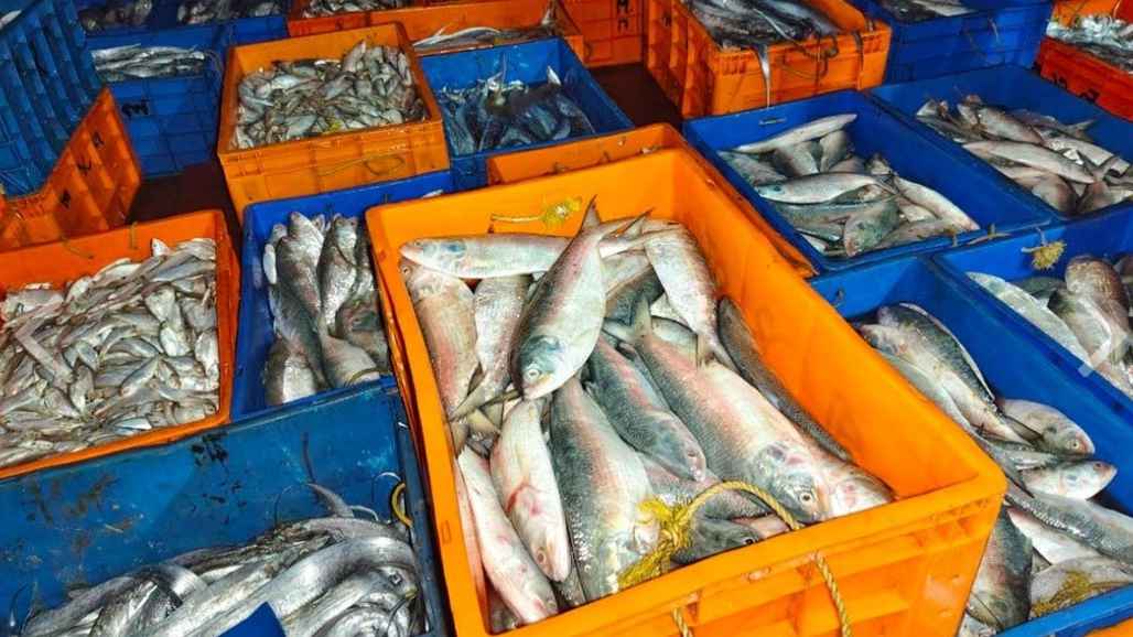 বাগেরহাটে আটক ভারতীয় ৩৪ জেলেকে আদালতে সোপর্দ