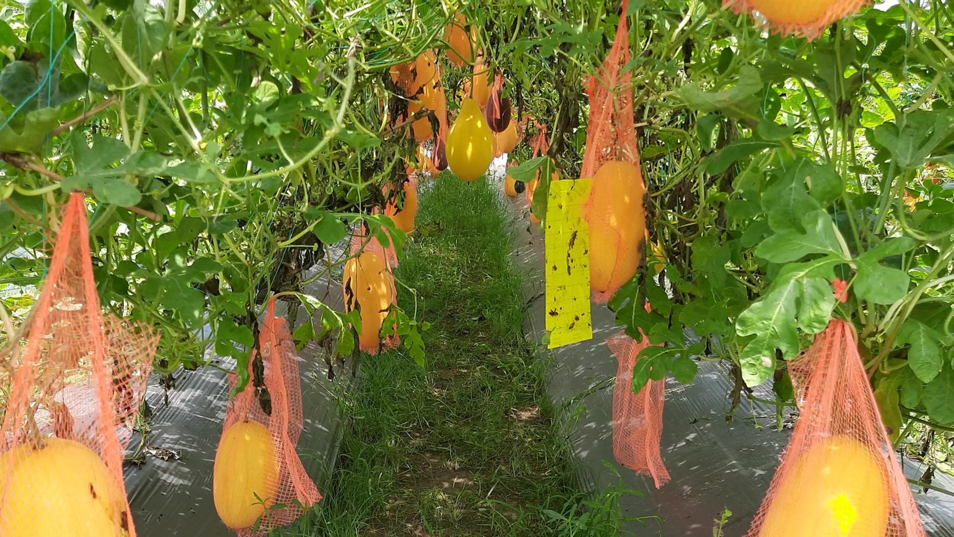 thumbnail_Habiganj_Pic-30