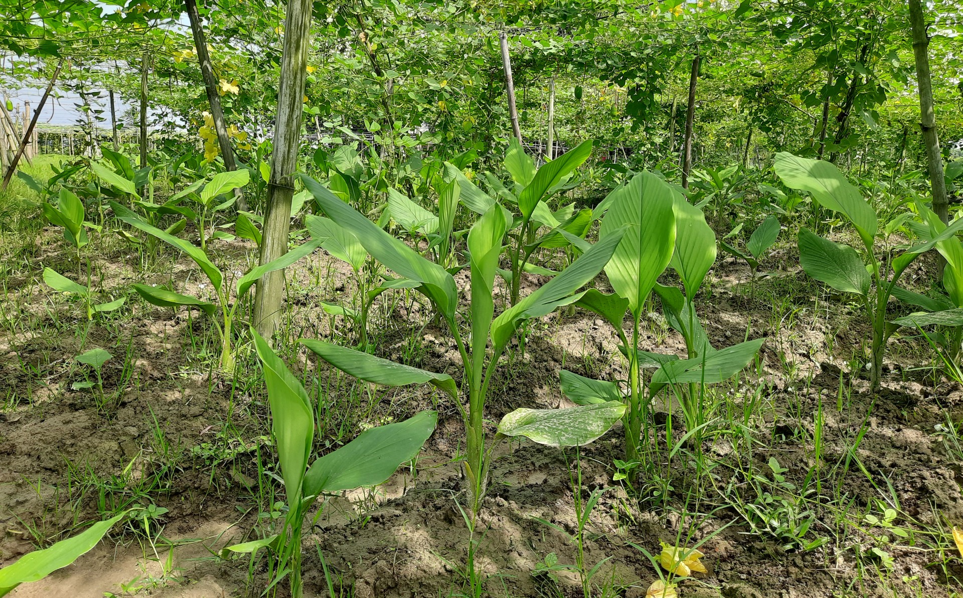thumbnail_Habiganj_Pic-44