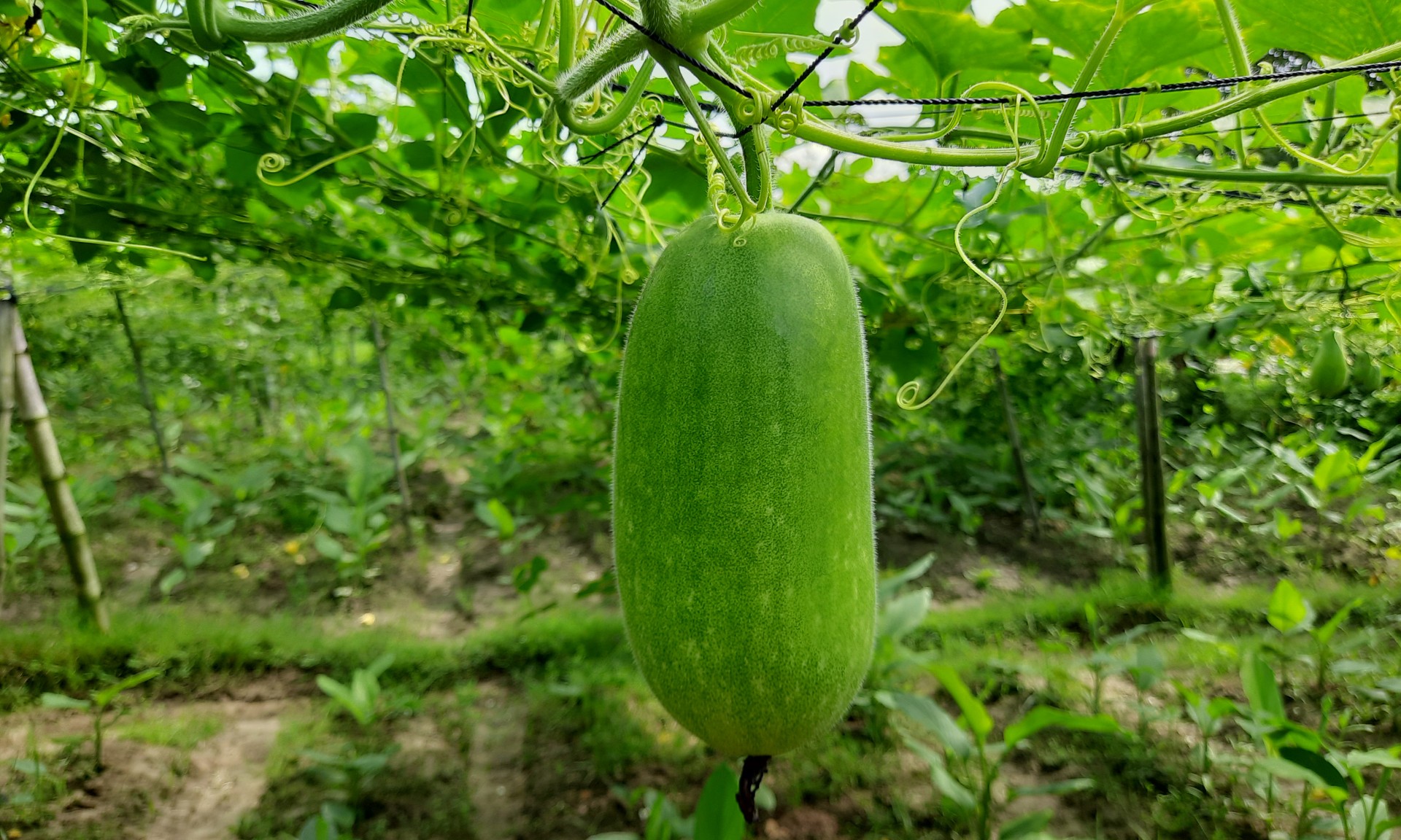 thumbnail_Habiganj_Pic-45