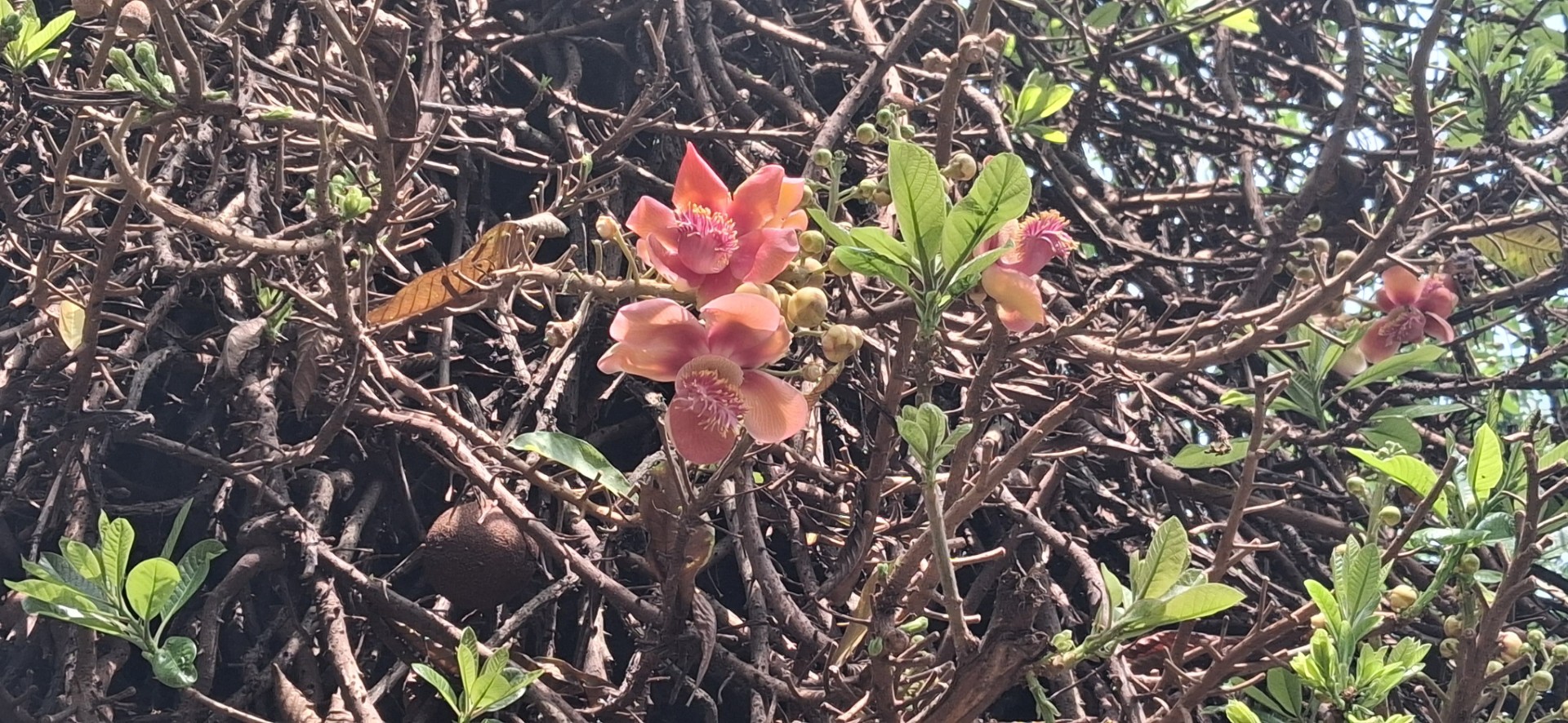 thumbnail_IMG-20250721-WA0006