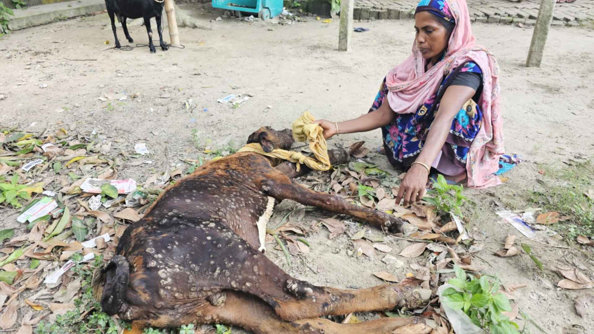 বাড়ছে লাম্পি স্কিন রোগের প্রাদুর্ভাব, আতঙ্কিত কৃষক-খামারি