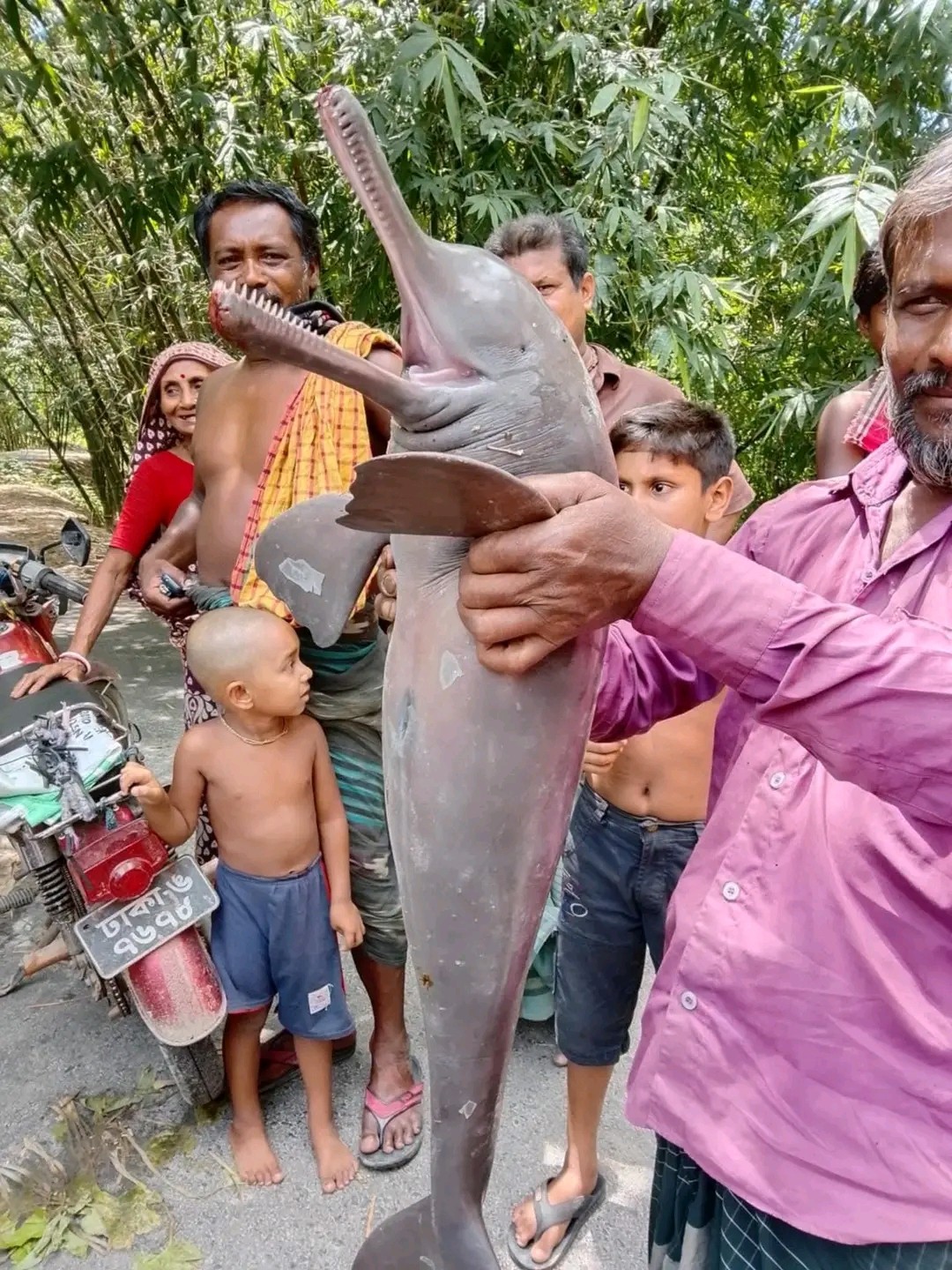 thumbnail_Jhenaidah_dolphin-sushok_recovered_photo_1