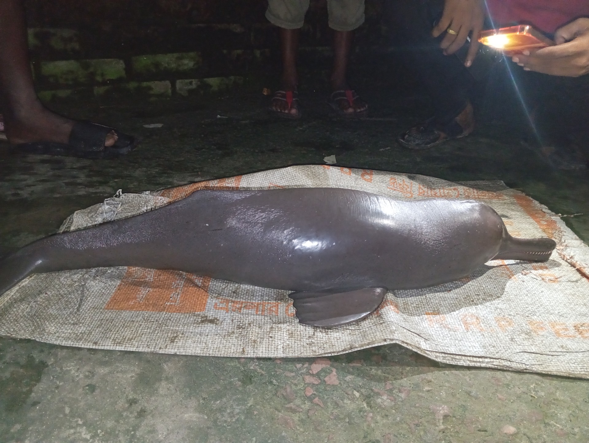 thumbnail_Jhenaidah_dolphin-sushok_recovered_photo_3