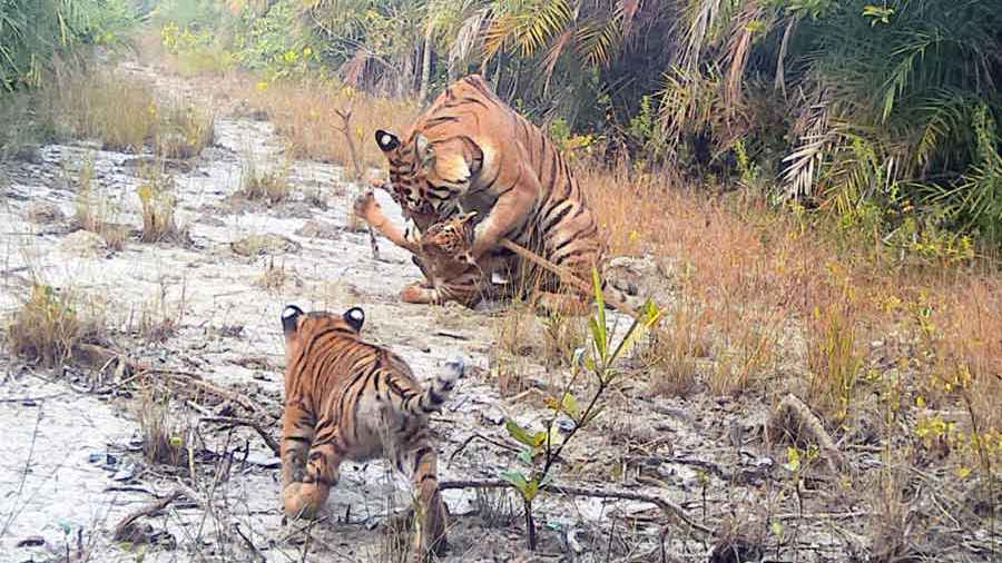 ‘বাঘের সংখ্যা বৃদ্ধি, সুন্দরবনের প্রবৃদ্ধি’