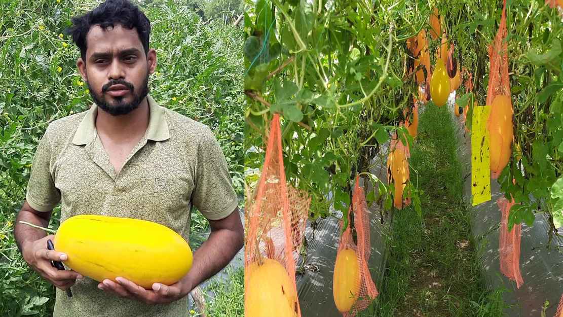 দুলাল মিয়ার বাড়ির পাশে মাচায় ঝুলছে রসাল তরমুজ