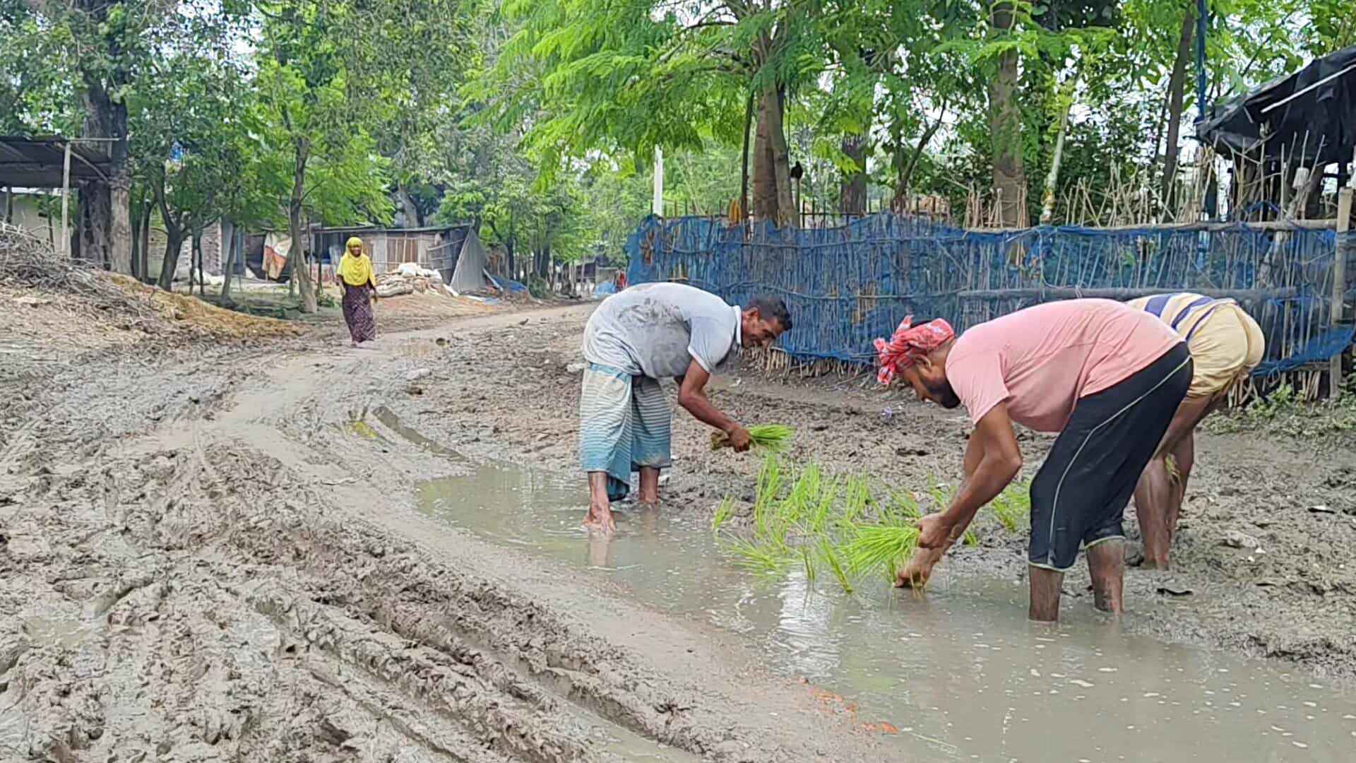 রাস্তা সংস্কার না হওয়ায়, ধানের চারা লাগিয়ে প্রতিবাদ