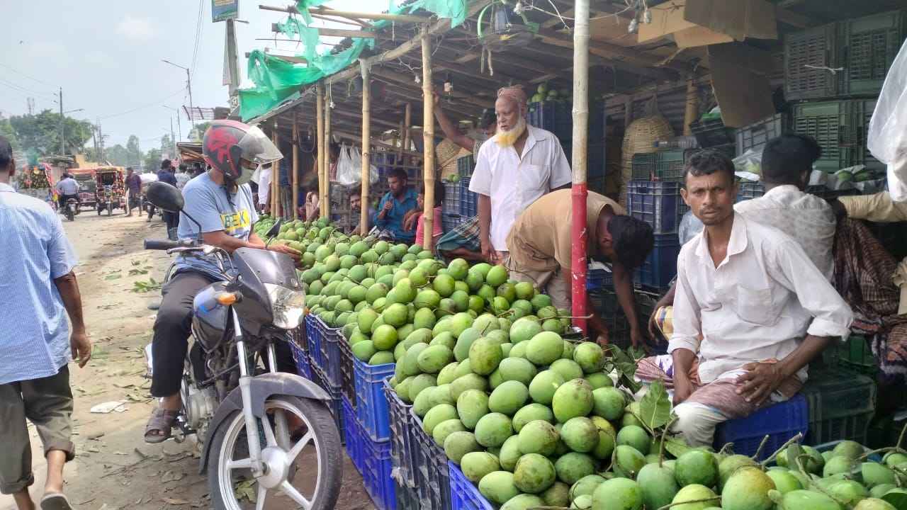 আনুষ্ঠানিকভাবে হাঁড়িভাঙা আম পাড়া শুরু