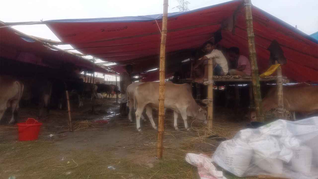 ‘গরু বিক্রি ও দাম পাওয়া তো পুরাই লটারি’