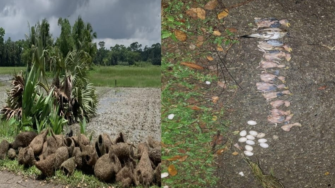 বাবুই পাখির ছানা হত্যা ও বাসা ধ্বংস, পরিবেশ মন্ত্রণালয়ের বিজ্ঞপ্তি