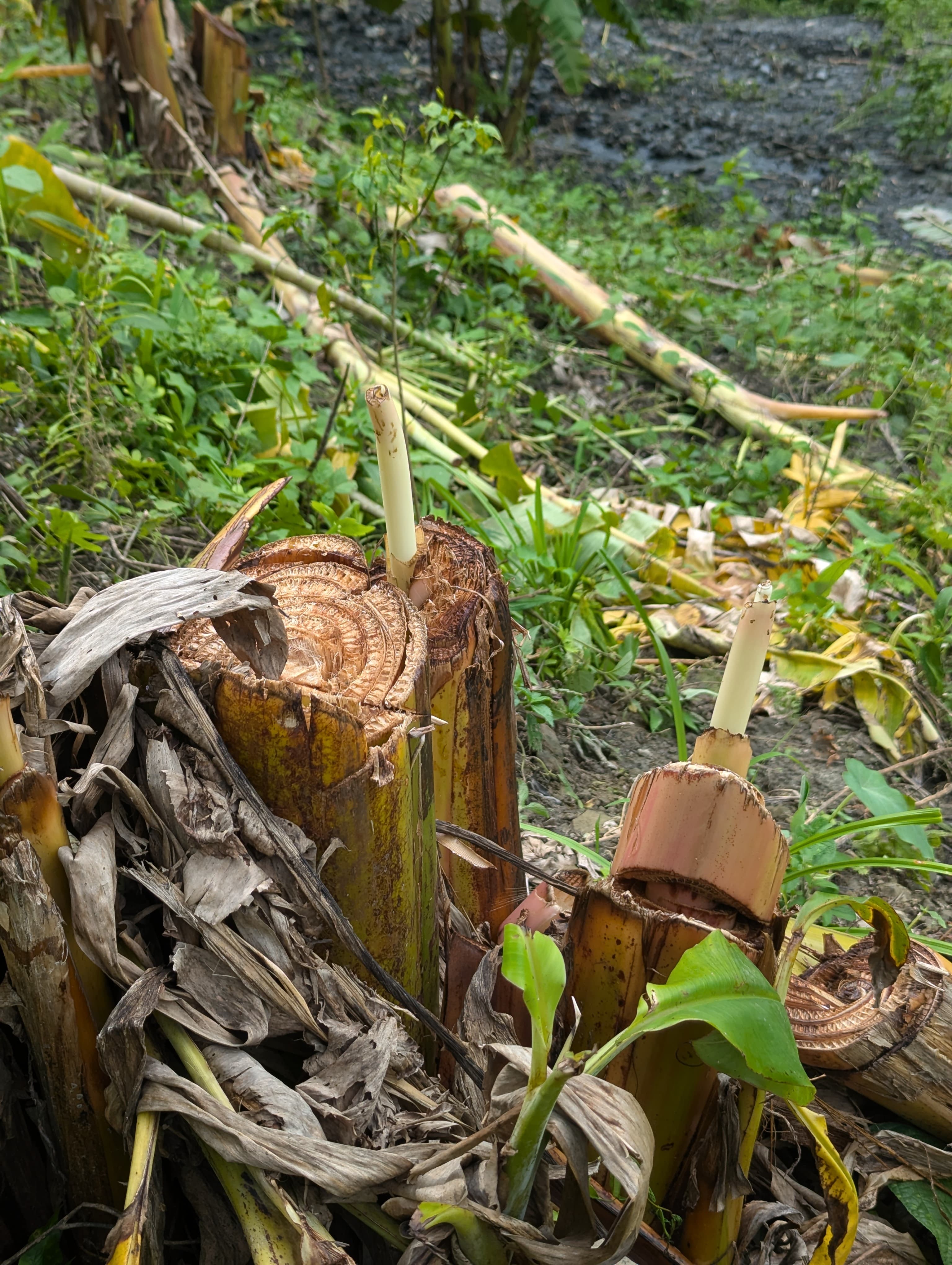 IMG-20250624-WA0006 IMG-20250624-WA0006