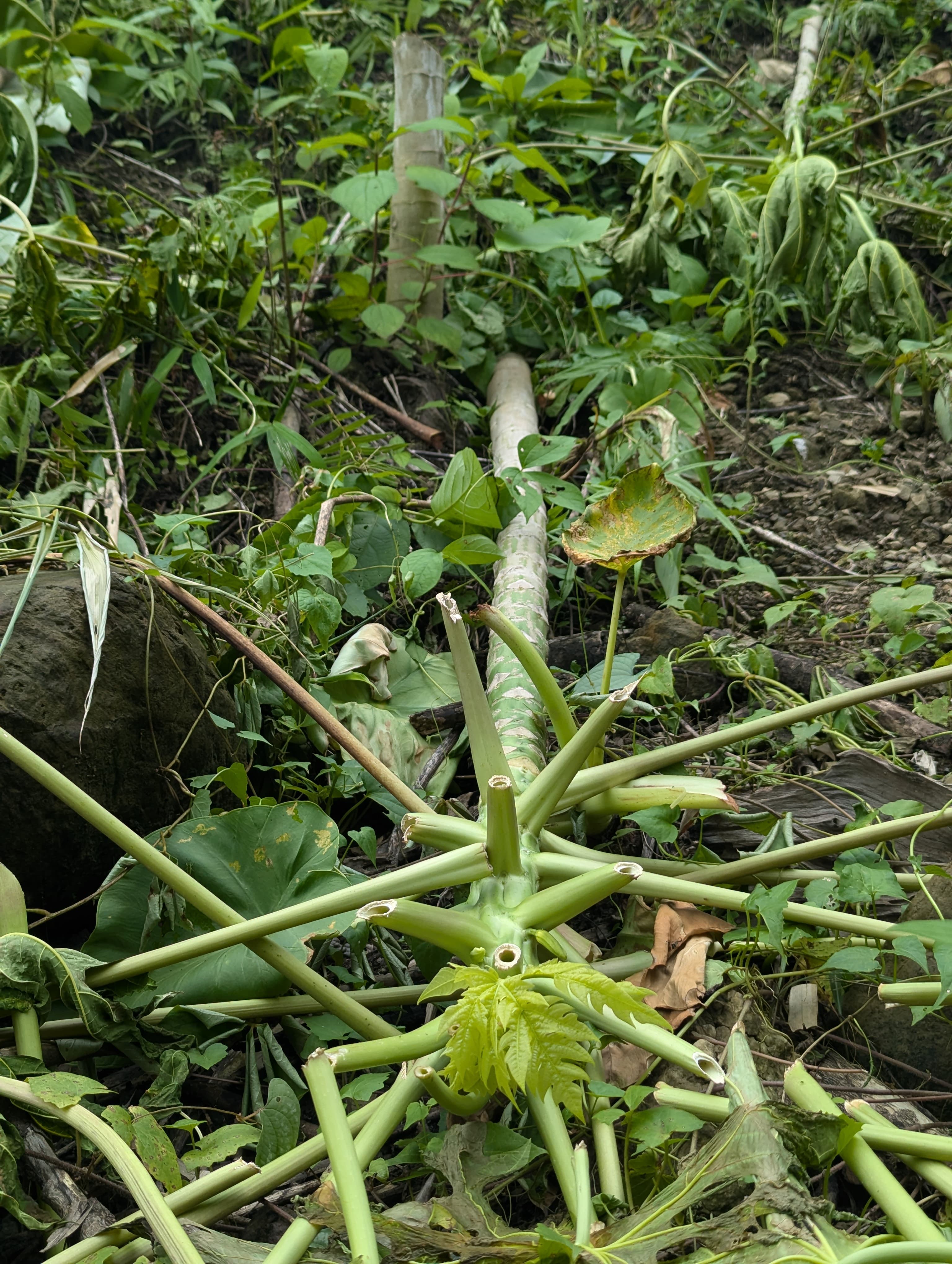 IMG-20250624-WA0019 IMG-20250624-WA0019