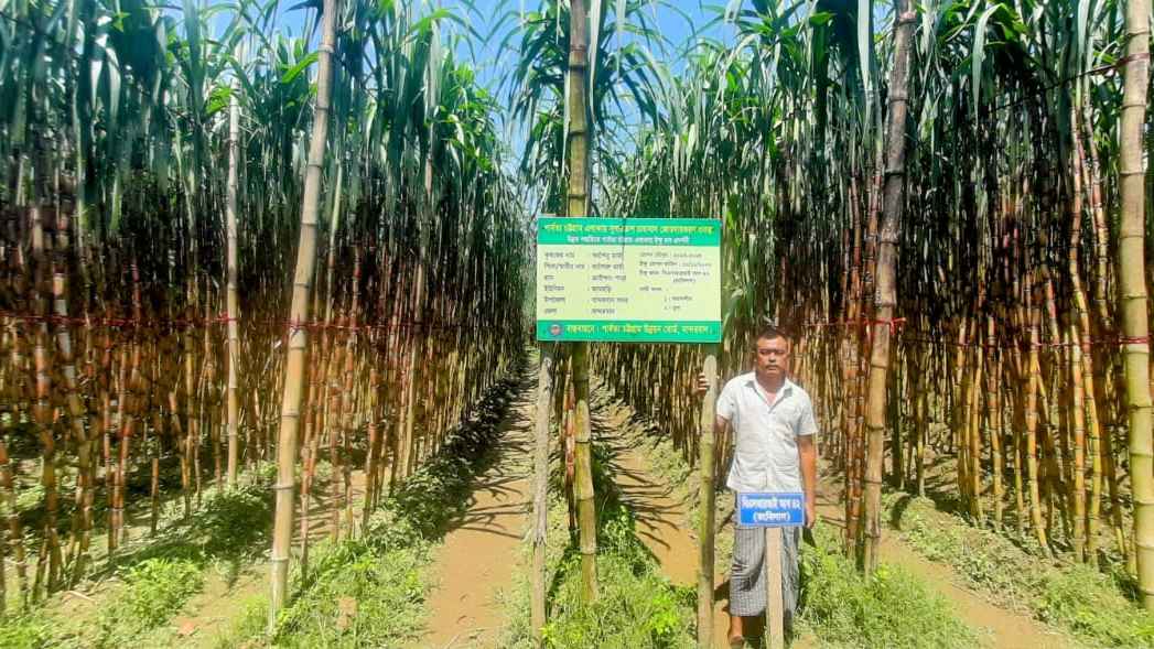 পার্বত্য চট্টগ্রামে আখ ও সাথী ফসল চাষ বৃদ্ধিতে কৃষকদের সহায়তা করা হবে