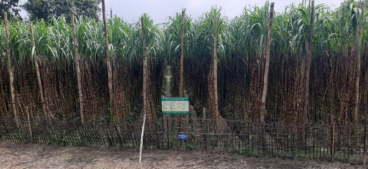 IMG-20250625-WA0002 IMG-20250625-WA0002