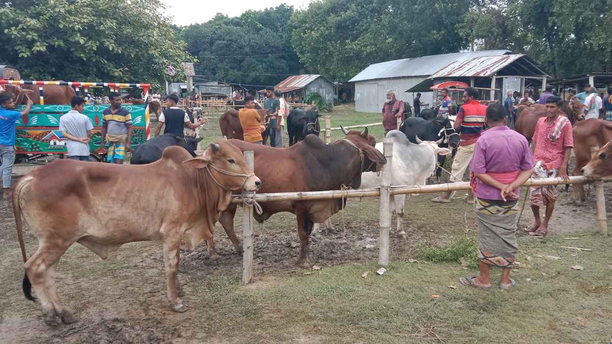 মাগুরায় গরু নিয়ে হাটে হাটে ঘুরছেন বিক্রেতারা, ক্রেতা কম