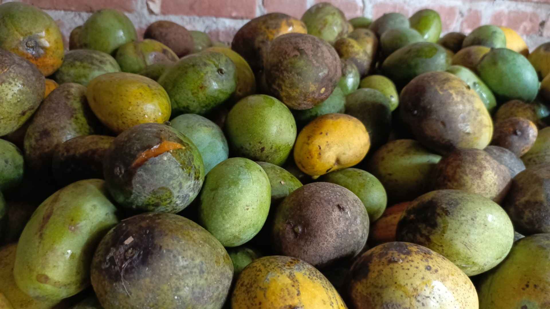 নামি দামি জুস কোম্পানি কিনছে পচা-ফাটা নিম্নমানের আম!