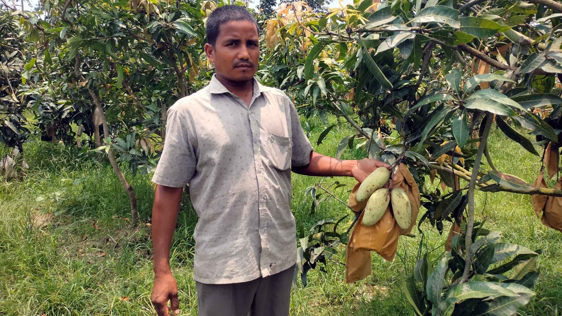 ‘ব্যানানা আম’ চাষে রঙিন স্বপ্ন দেখছেন দিনাজপুরের সাগর