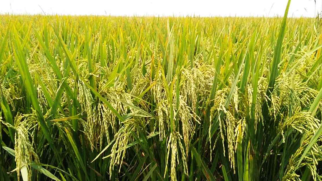 rice