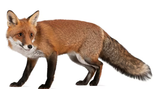 কুমিল্লায় প্রকাশ্যে বিক্রি হচ্ছে শিয়ালের মাংস