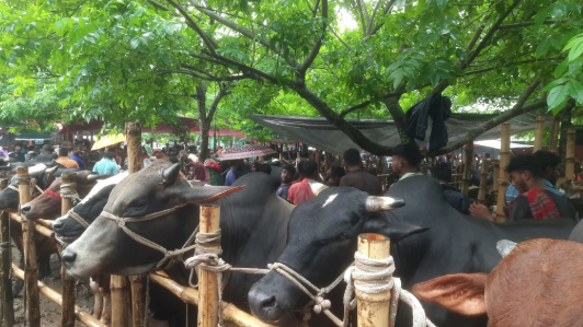 রাজবাড়ীতে জমে উঠছে কোরবানির পশুর হাট