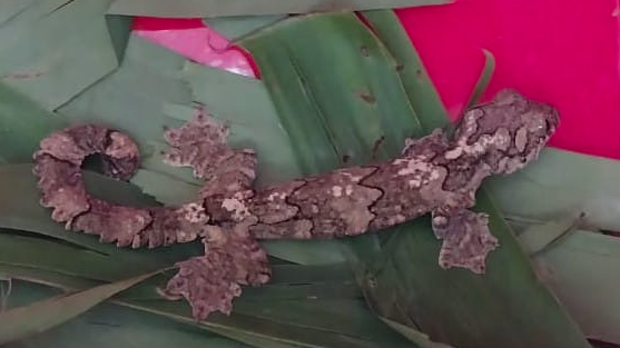 কলমাকান্দায় তক্ষক পাচারের সময় ৯ জন আটক