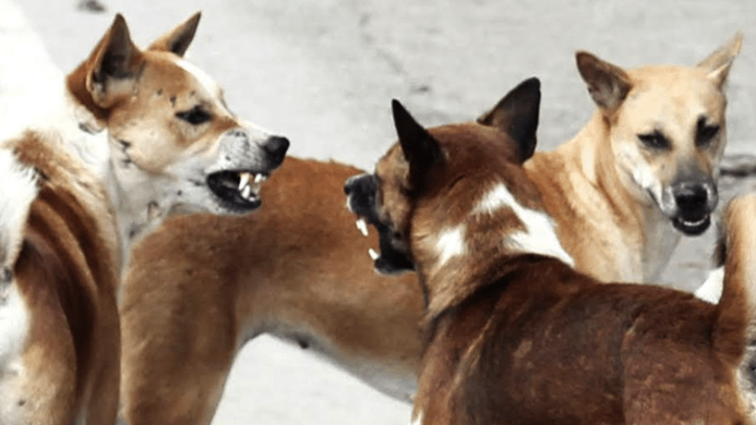 শৈলকুপায় পাগলা কুকুরের কামড়ে ১৫ জন আহত