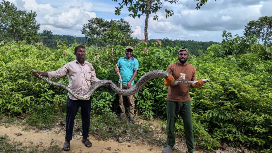 উখিয়ায় বিশাল আকৃতির বার্মিজ অজগর উদ্ধার