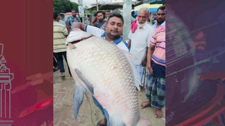 পদ্মার এক কাতলের দাম ৩৯ হাজার টাকা