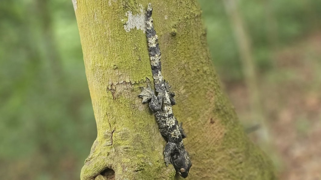 বিরল প্রজাতির তক্ষক বনে অবমুক্ত, পাচারকালে আটক ৪