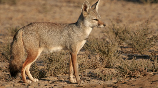 হরিপুরে শেয়ালের কামড়ে আহত ৬