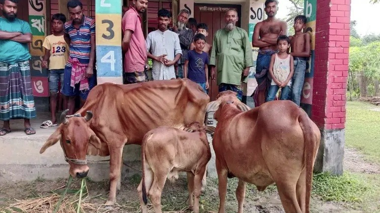 রাতে তালা ভেঙে চুরি, গরুসহ চোর আটক