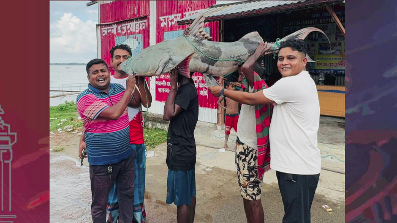 পদ্মার ৫০ কেজির বাগাড় ৭৭ হাজার টাকায় বিক্রি