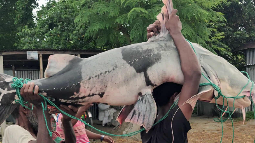 পদ্মার সেই ৫০ কেজির বাগাড় বিক্রি হলো ৮০ হাজারে