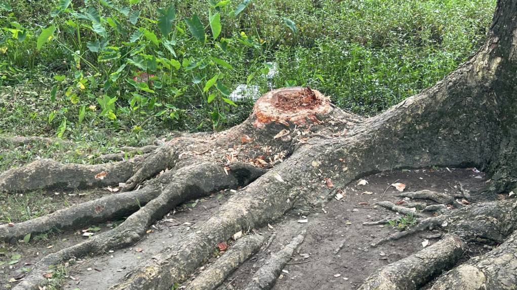 আটপাড়ায় স্কুলের সরকারি গাছ কেটে বাড়িতে নিয়ে গেলেন বিএনপি নেতা