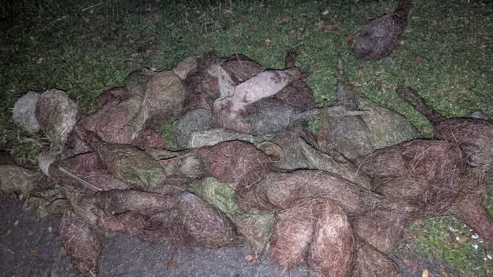 তালগাছ কেটে বাবুই পাখি হত্যা, অভিযুক্তদের বিরুদ্ধে ২ মামলা