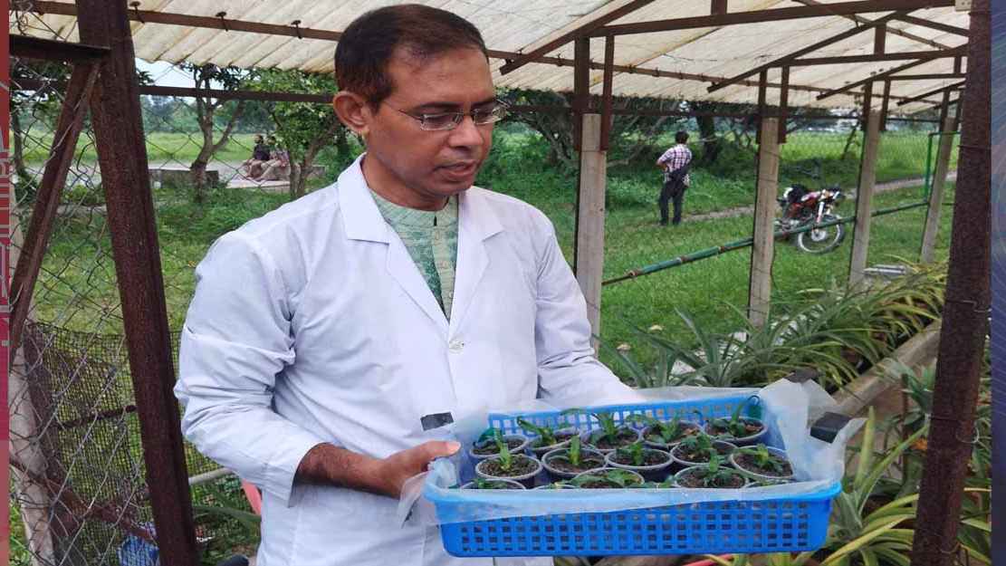 টিস্যু কালচার পদ্ধতিতে আনারসের চারা উৎপাদনে রাবি অধ্যাপকের সাফল্য