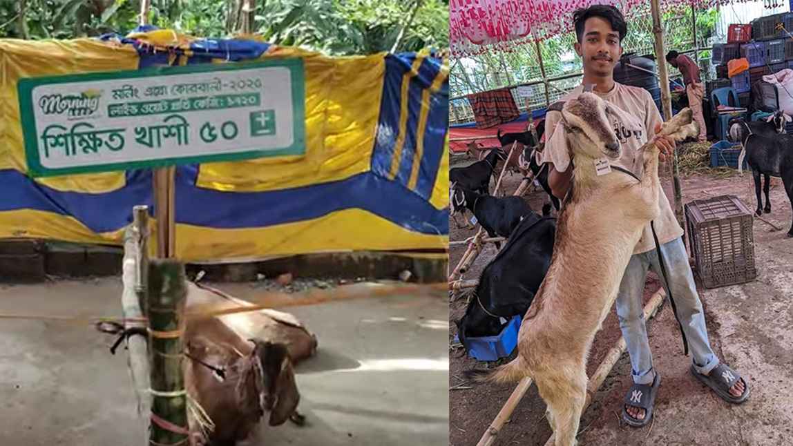 ‘শিক্ষিত খাসি’: কোরবানির অনলাইন বিপণনে নতুন ট্রেন্ড