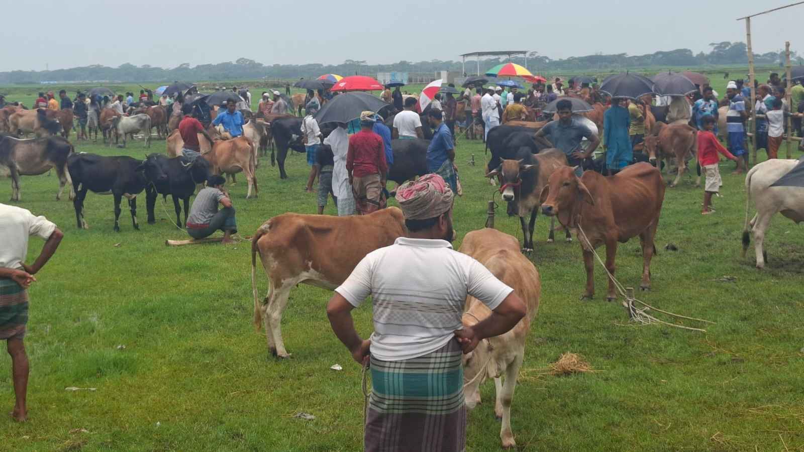 বরিশাল বিভাগে বসেছে ৩২৮টি কোরবানির পশুর হাট