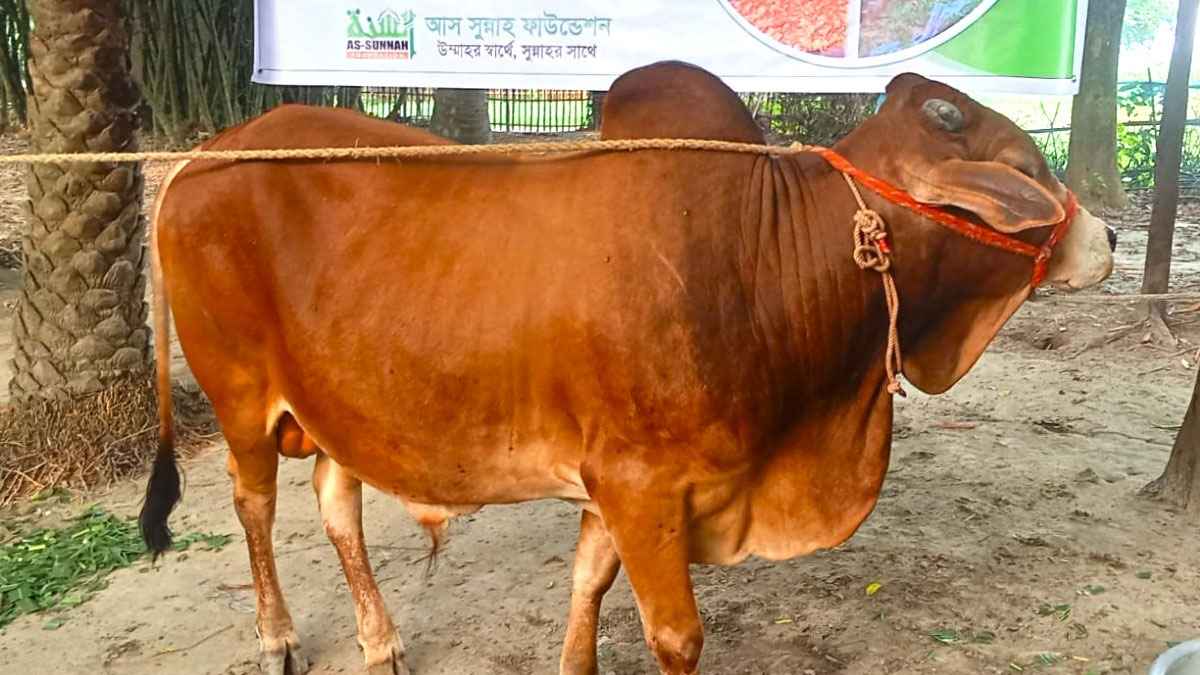 ১০২৩ পশু কোরবানি করল আস-সুন্নাহ ফাউন্ডেশন, চলছে সারা দেশে গোশত বিতরণ