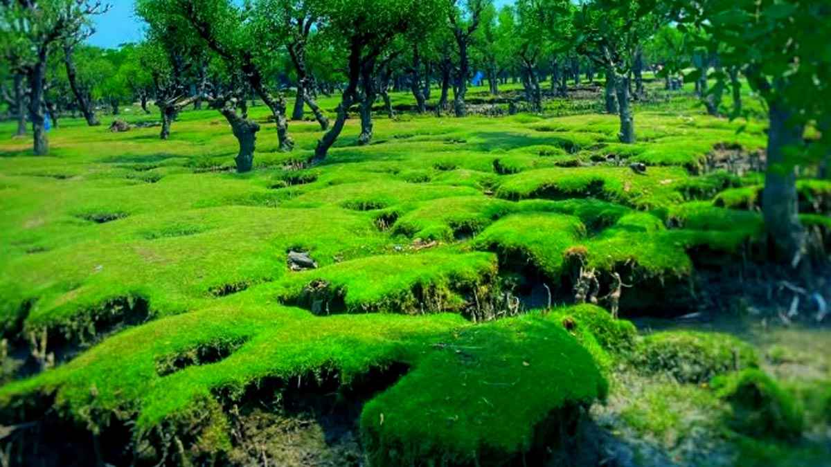 নদী-খাল ও সবুজে ঘেরা এক সম্ভাবনাময় জেলা বরগুনা