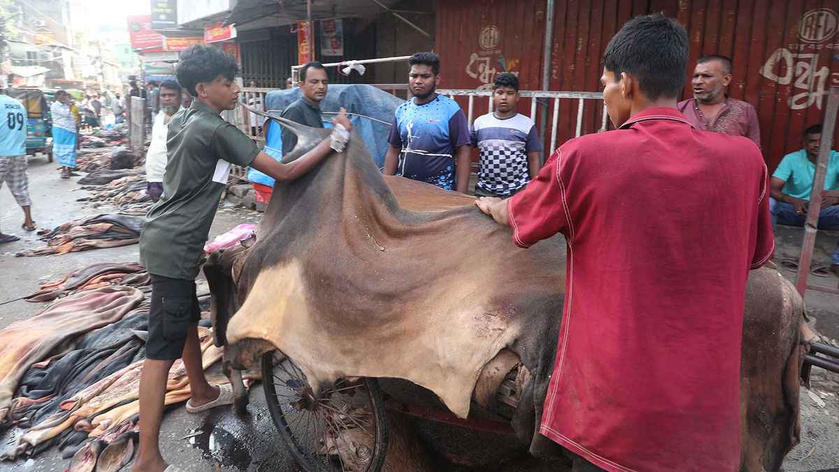 চট্টগ্রামে চামড়ার রেকর্ড সংগ্রহ, বাজারে নজিরবিহীন নৈরাজ্য