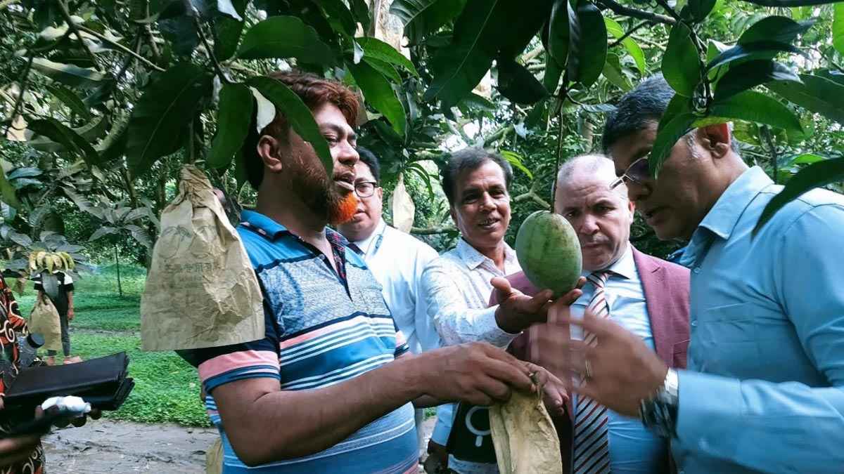 চাঁপাইনবাবগঞ্জের আম যাবে আলজেরিয়ায়, বাগান পরিদর্শনে রাষ্ট্রদূত