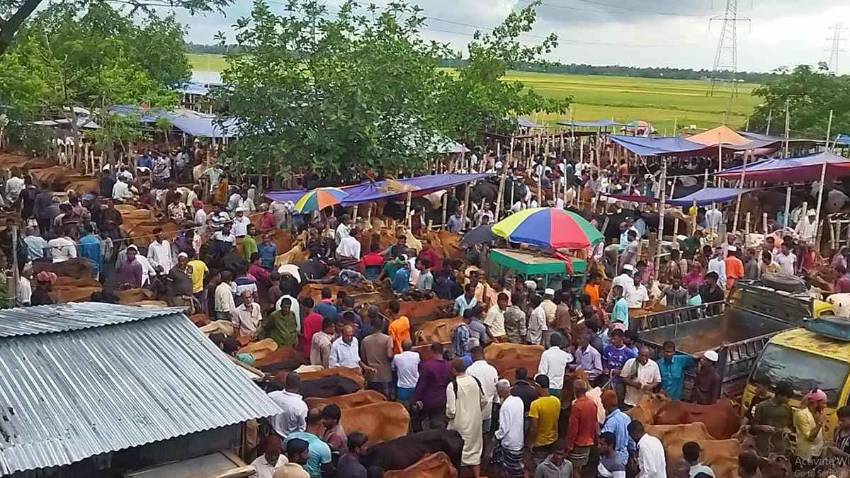 কুমিল্লায় জমে উঠেছে কোরবানির পশুর হাট