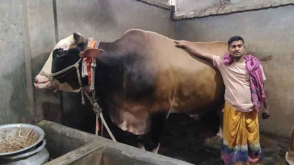 সিরাজগঞ্জে ৩৫ মণের গরু, বিক্রি হলেই হজে যাবেন মালিক