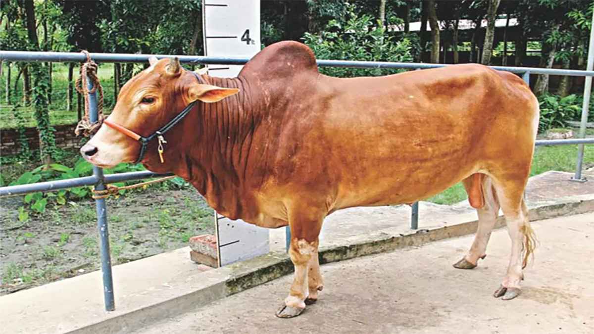 কোরবানির পশু বিক্রি করা কি জায়েজ?