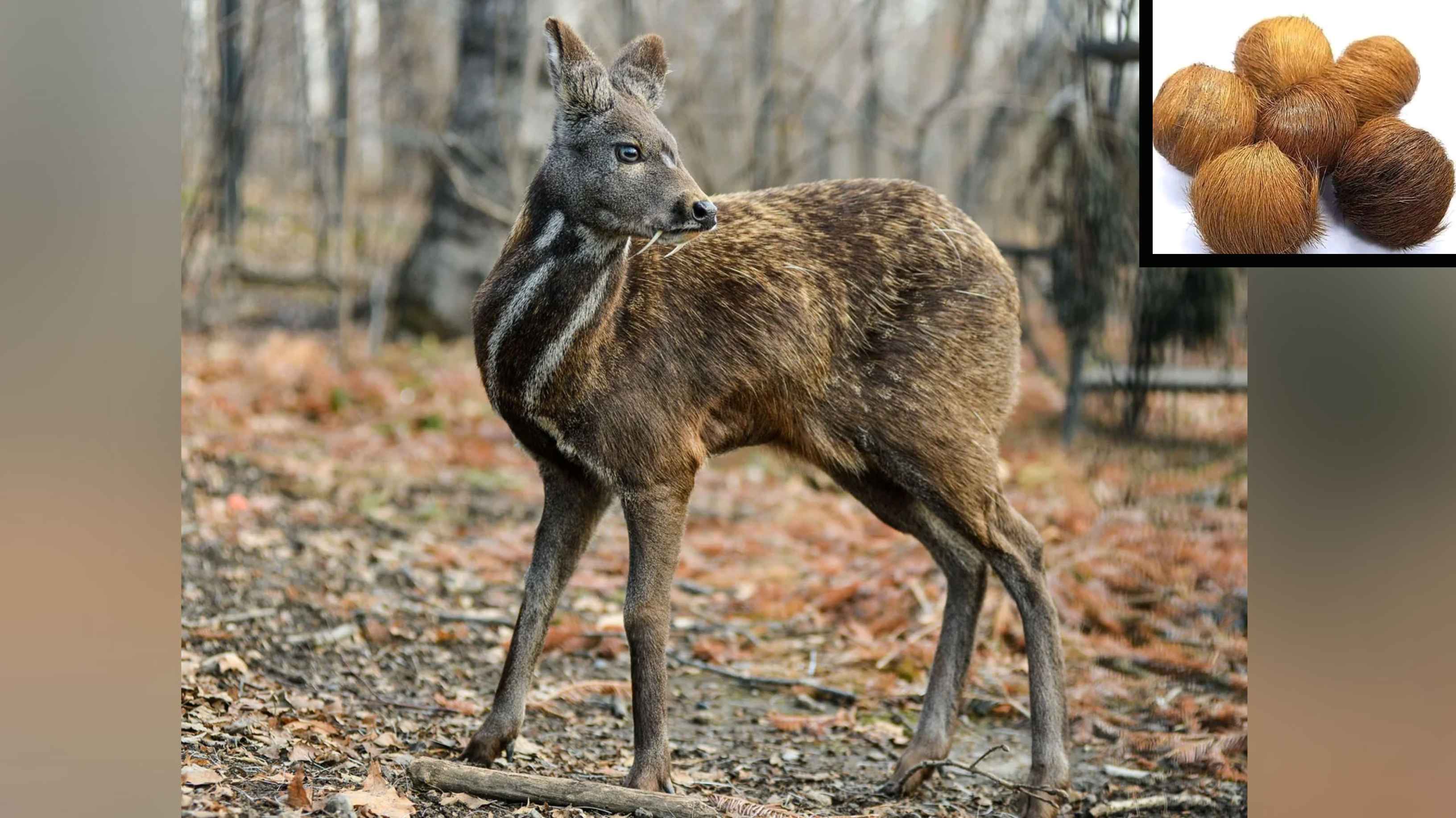 musk deer
